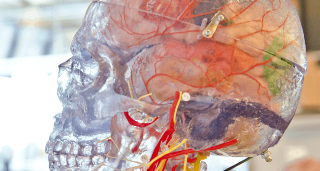 brain Organ Printing project